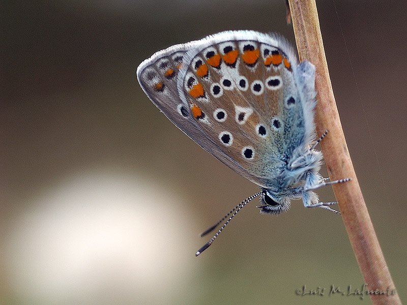 Polyommatus icarus hembra 