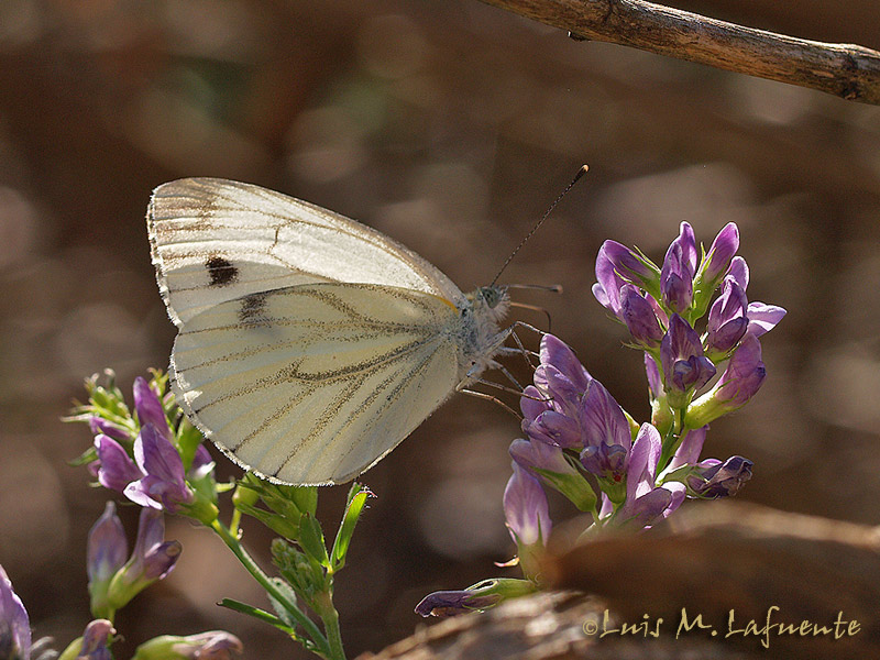 Artogeia napi  --  Mariposas de Asturias