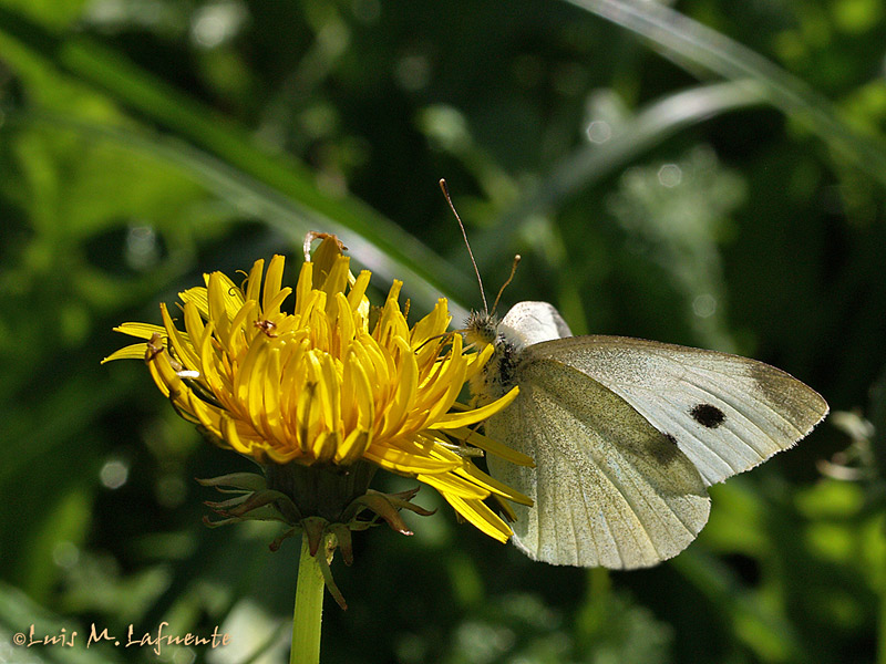Artogeia napi - segunda generación 