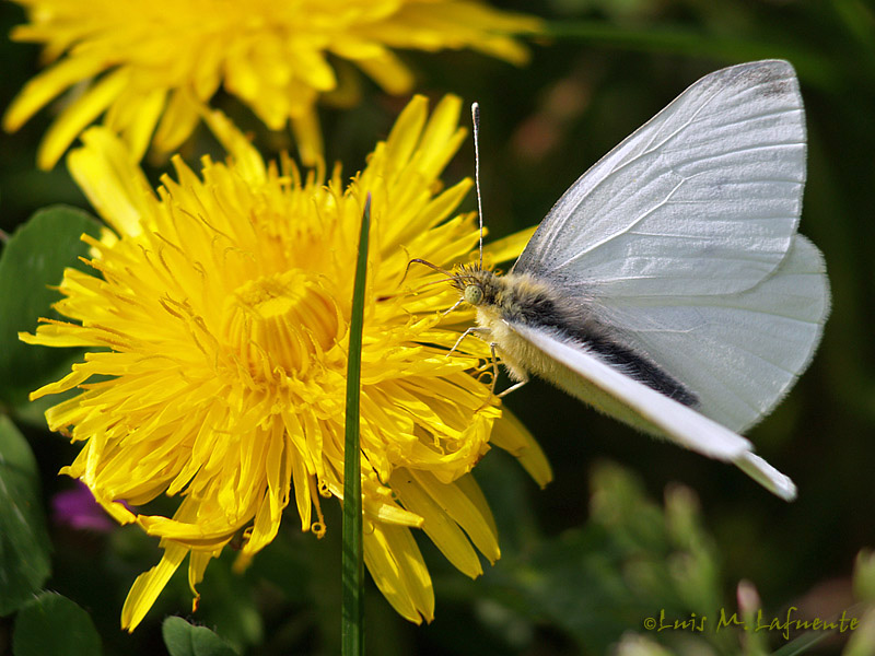 Artogeia rapae hembra