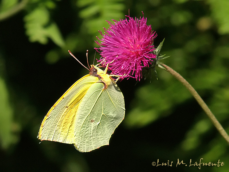 Gonepteryx cleopatra macho.. Mariposas de Asturias