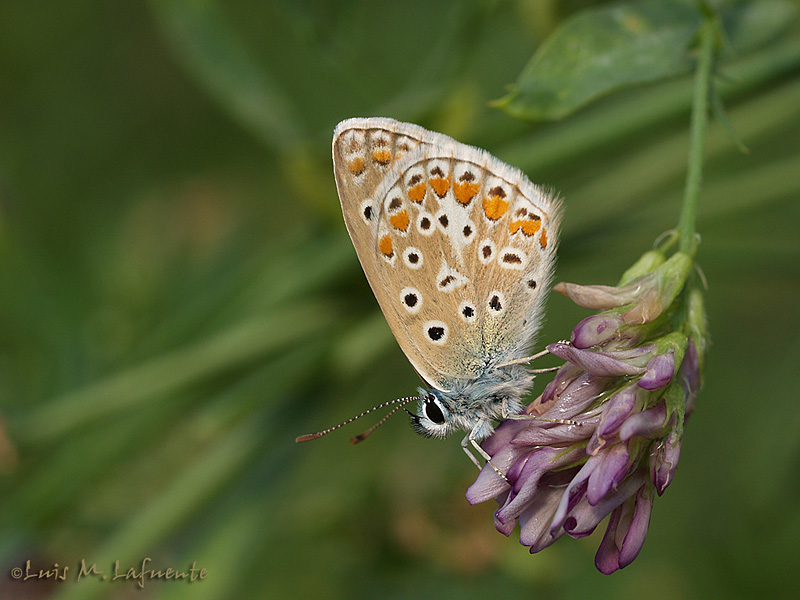 Polyommatus icarus