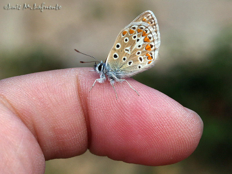  Polyommatus icarus hembra - Mariposas de Asturias..