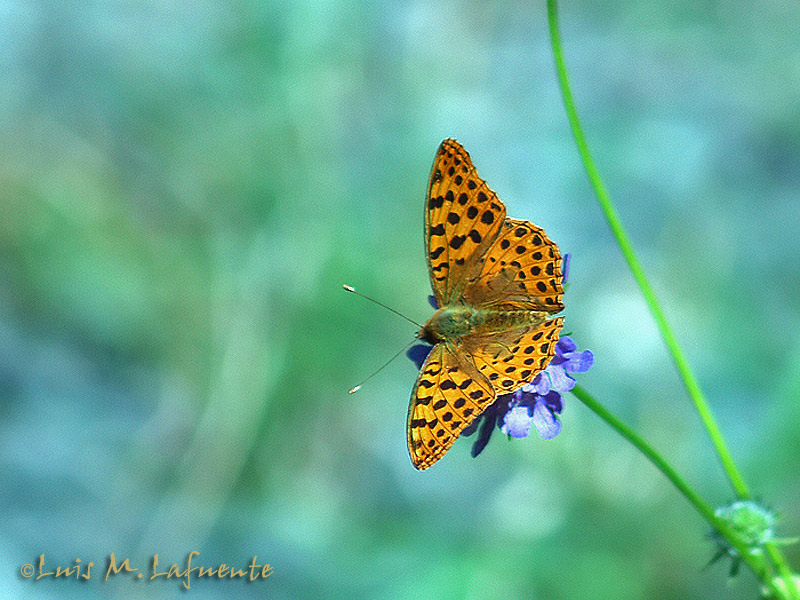Issonia lathonia - Mariposas de Asturias