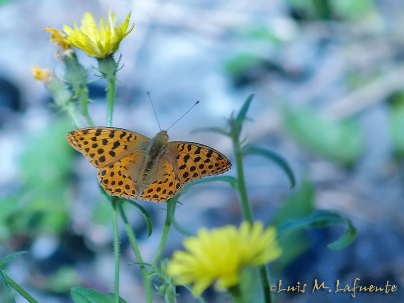 Issonia lathonia - Mariposas de Asturias