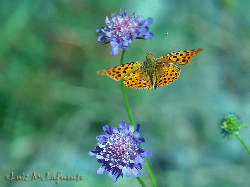  Issonia lathonia - Mariposas de Asturias