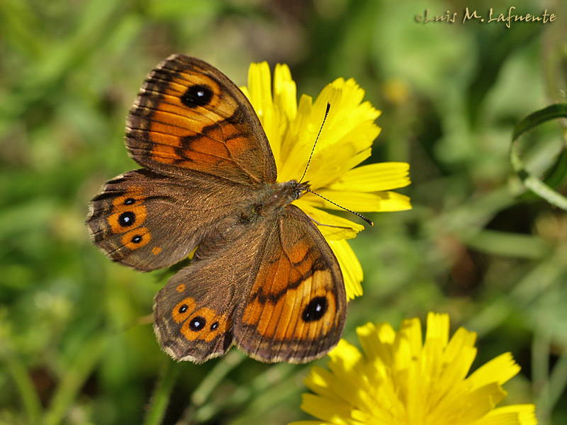 Mariposas de Asturias - Lasiommata maera - Mariposas de Asturias