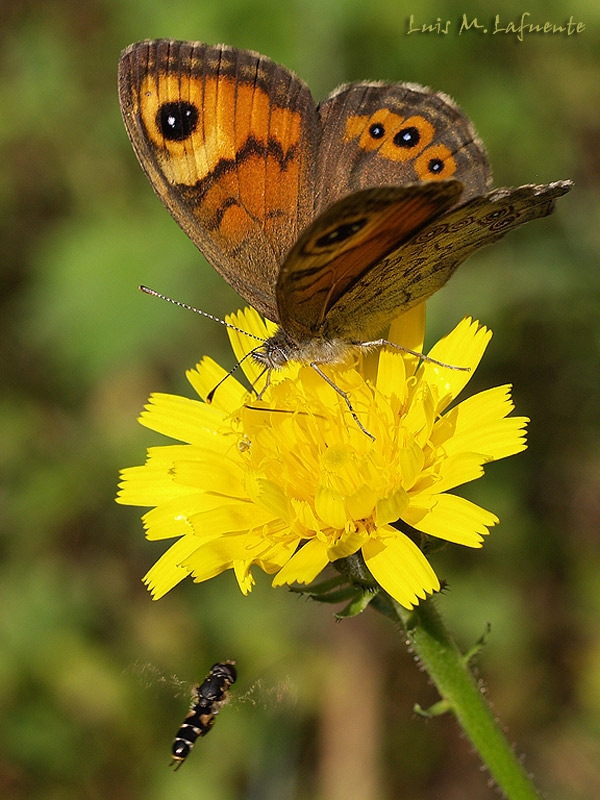 Mariposas de Asturias - Lasiommata maera