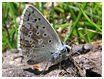 Lysandra Coridon Asturiensis  - Mariposas de Asturias