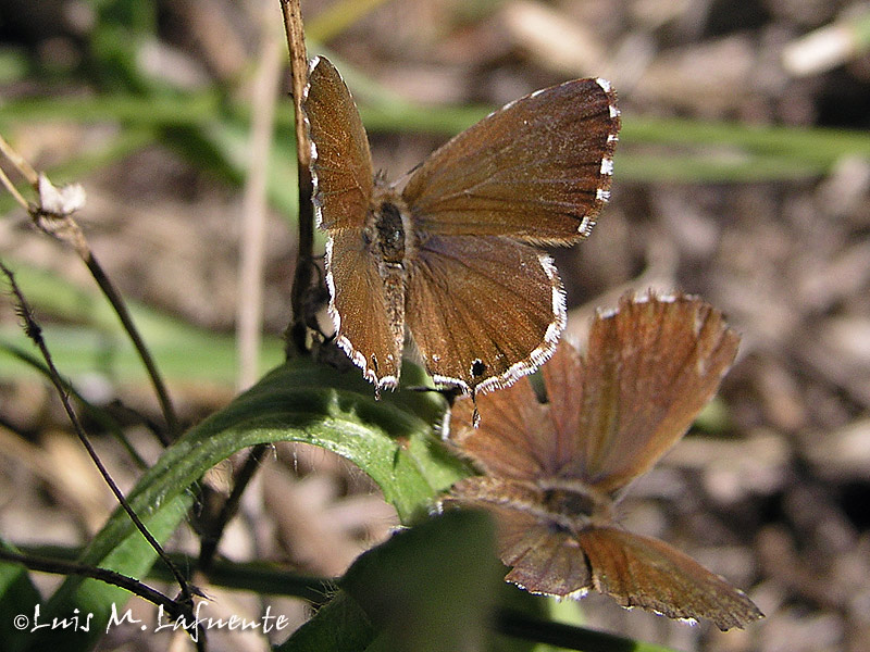 Cacyreus marshalli - Mariposas de Asturias