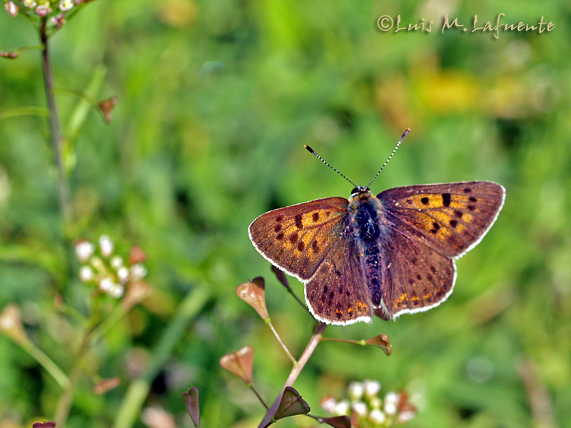 Mariposas de Asturias  - Lycaena tityrus - hembra