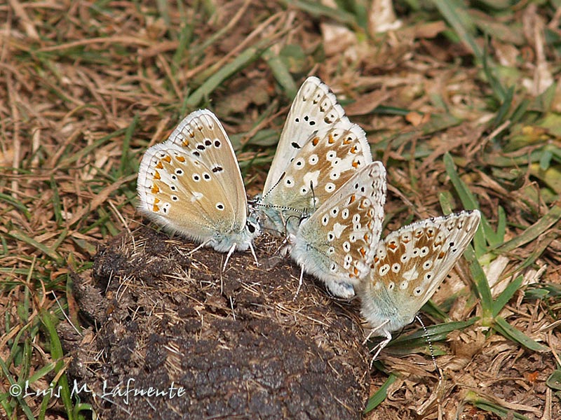 macho Polyommatus dorylas - izquierda, Lysandra coridon asturiensis machos - tres de la derecha 