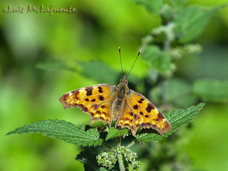 Mariposas de Asturias - Poligonia c-album