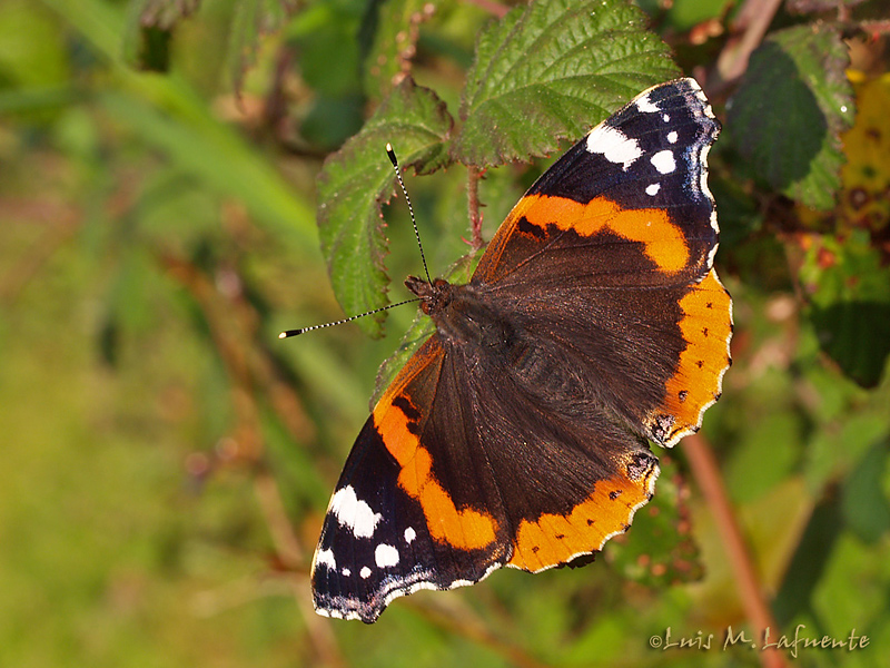Mariposas de Asturias - Vanessa atalanta
