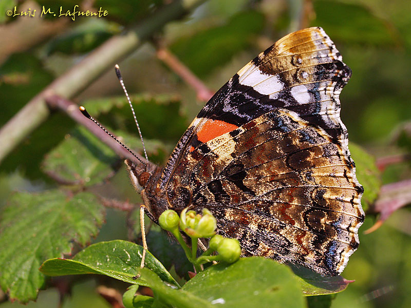 Mariposas de Asturias - Vanessa atalanta - Numerada