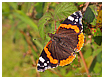 Mariposas de Asturias - Vanessa atalanta - Numerada