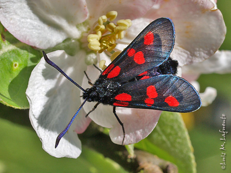 Mariposas de Asturias - Zigena