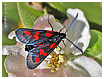 Mariposas de Asturias - Zigena